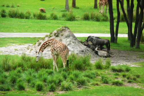 Disney DVC Animal Kingdom Villas Savanna Giraffe