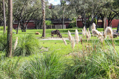 Disney DVC Animal Kingdom Villas Savanna Animals Grazing