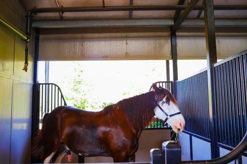 Tri Circle D Ranch at DVC Cabins at Fort Wilderness