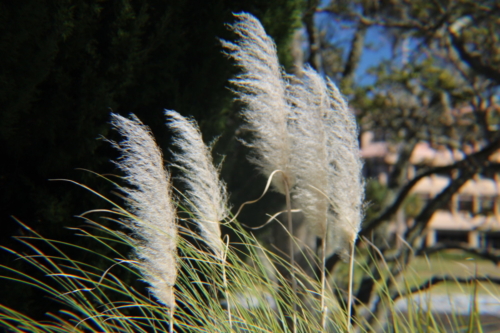 Disney DVC Hilton Head Island Resort dune grass blowing in wind
